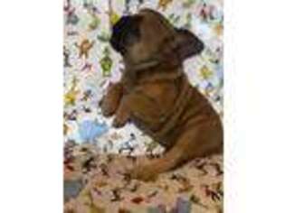 French Bulldog Puppy for sale in Wewoka, OK, USA
