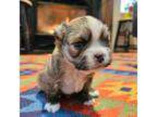 Chihuahua Puppy for sale in Duvall, WA, USA