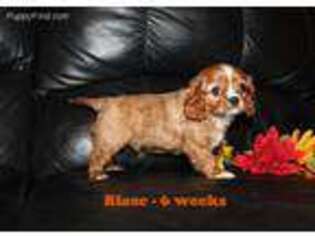 English Toy Spaniel Puppy for sale in Clarkrange, TN, USA