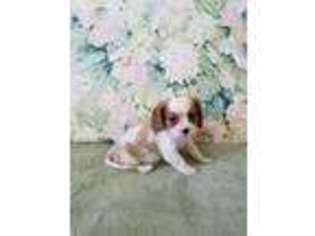 Cavalier King Charles Spaniel Puppy for sale in Wilmington, NC, USA