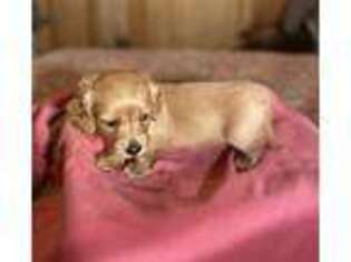 Dachshund Puppy for sale in Ailey, GA, USA