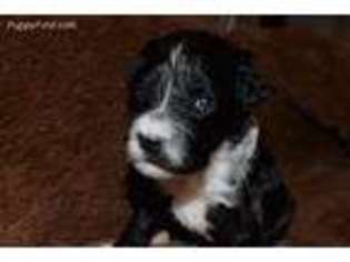Portuguese Water Dog Puppy for sale in Stillwater, OK, USA