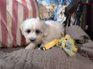Coton de Tulear Puppy for sale in Westfield, NC, USA
