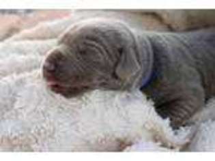 Labrador Retriever Puppy for sale in Henderson, NV, USA