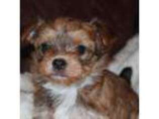 Yorkshire Terrier Puppy for sale in Belpre, OH, USA