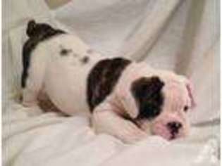 Bulldog Puppy for sale in AVONDALE, CO, USA