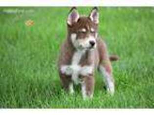Siberian Husky Puppy for sale in Chapel Hill, NC, USA