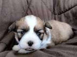 Pembroke Welsh Corgi Puppy for sale in Odessa, MO, USA