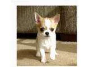 Chihuahua Puppy for sale in Walkerton, IN, USA