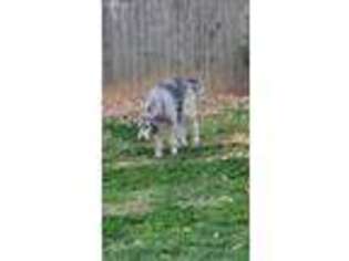 Irish Wolfhound Puppy for sale in Suwanee, GA, USA