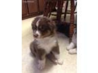 Australian Shepherd Puppy for sale in Southington, OH, USA