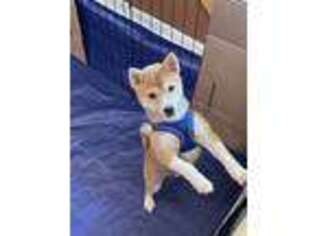 Shiba Inu Puppy for sale in Aurora, IL, USA
