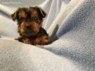 Yorkshire Terrier Puppy for sale in Morgantown, WV, USA