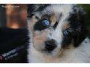 Australian Shepherd Puppy for sale in Sand Springs, OK, USA