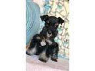 Mutt Puppy for sale in Pine Knot, KY, USA
