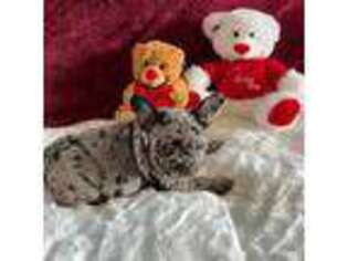 French Bulldog Puppy for sale in Subiaco, AR, USA