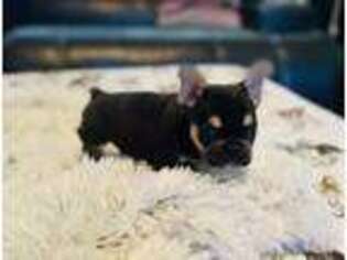 French Bulldog Puppy for sale in Mount Pleasant, TX, USA