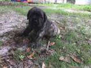 Mastiff Puppy for sale in Orlando, FL, USA