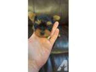 Yorkshire Terrier Puppy for sale in HIGH POINT, NC, USA
