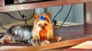 Yorkshire Terrier Puppy for sale in Lineville, AL, USA