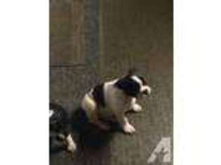 Boston Terrier Puppy for sale in RANDALLSTOWN, MD, USA