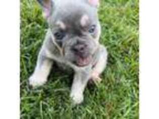 French Bulldog Puppy for sale in Lumberton, NC, USA