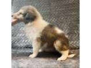 Collie Puppy for sale in Salem, OR, USA