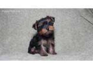 Yorkshire Terrier Puppy for sale in Norfork, AR, USA
