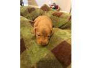 Dachshund Puppy for sale in Cordova, TN, USA