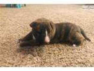 Bull Terrier Puppy for sale in Midland, TX, USA