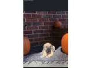 Mastiff Puppy for sale in North Versailles, PA, USA