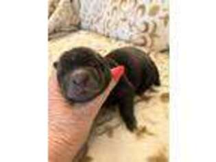 Mutt Puppy for sale in Liberty, MO, USA