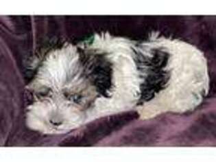 Maltese Puppy for sale in Admire, KS, USA