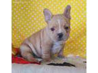 French Bulldog Puppy for sale in Minerva, OH, USA