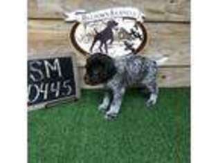 German Wirehaired Pointer Puppy for sale in Lakeland, GA, USA