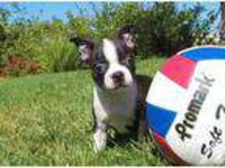 Boston Terrier Puppy for sale in San Diego, CA, USA