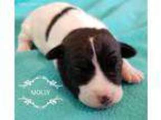 Jack Russell Terrier Puppy for sale in Dewey, AZ, USA