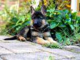 German Shepherd Dog Puppy for sale in Stony Brook, NY, USA