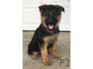 German Shepherd Dog Puppy for sale in Centreville, MI, USA