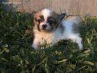 Papillon Puppy for sale in Canton, OH, USA