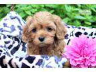 Cavapoo Puppy for sale in Harrisburg, PA, USA