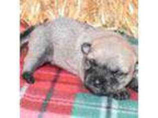Cairn Terrier Puppy for sale in Grovespring, MO, USA