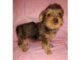Yorkshire Terrier Puppy for sale in Auburn, KY, USA