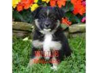 Miniature Australian Shepherd Puppy for sale in Coshocton, OH, USA