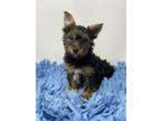 Yorkshire Terrier Puppy for sale in Tarpon Springs, FL, USA