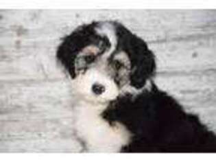 Mutt Puppy for sale in Pella, IA, USA