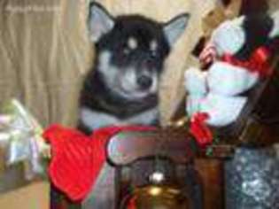 Siberian Husky Puppy for sale in Pierceton, IN, USA