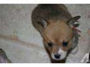 Pembroke Welsh Corgi Puppy for sale in EDGEWOOD, NM, USA