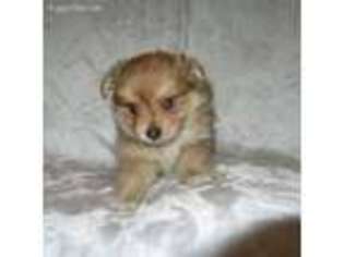 Pomeranian Puppy for sale in Howe, OK, USA