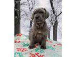 Neapolitan Mastiff Puppy for sale in Stella, MO, USA